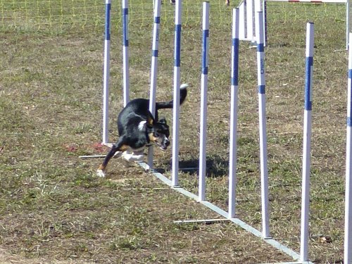 Concours d'agility, Fontaines 11 septembre 2022