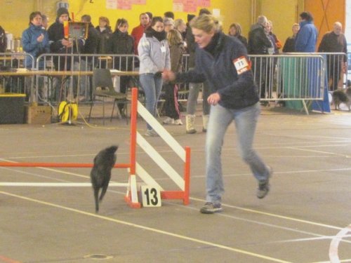 Concours d'agility, Seurre, 22 février 2015