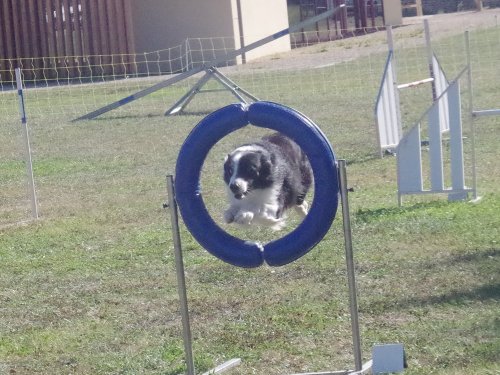 Concours d'agility, Fontaines 9 et 10 septembre 2023