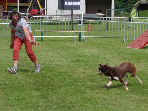 Concours d'agility, Montbard, 24 juin 2018