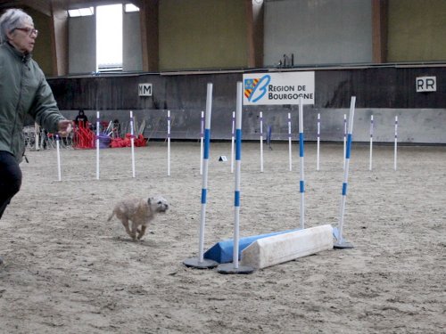Concours d'agility, Dijon 8 décembre 2024