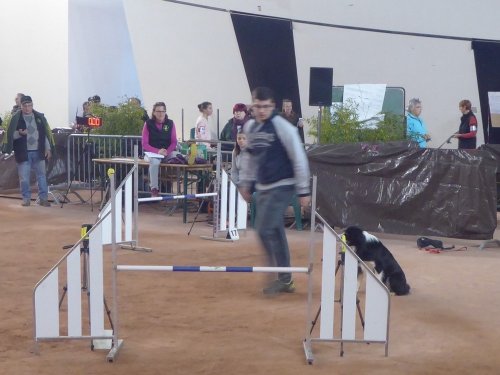 Concours d'agility, Le Creusot, 24 novembre 2019