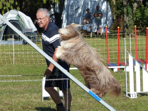 Concours d'agility, Fontaines 9 et 10 septembre 2023