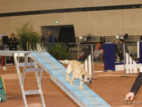 Concours d'agility, Le Creusot, 25 novembre 2018