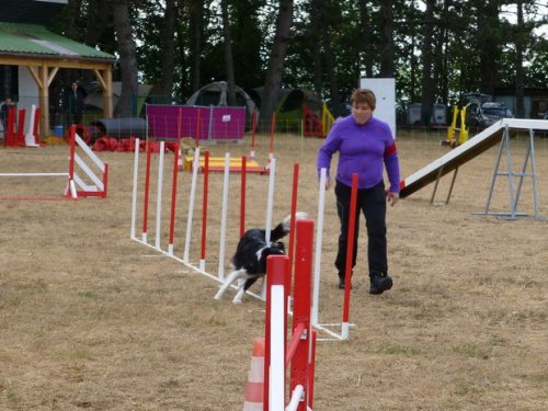 Concours d'agility, Nuits Saint Georges, 26 juillet 2015