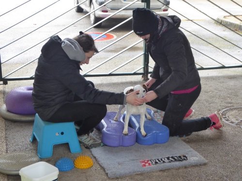 Stage de Fitness canin, 27 janvier 2019