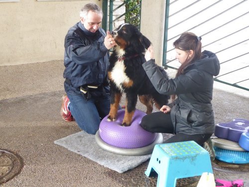 Stage de Fitness canin, 27 janvier 2019