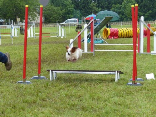 Concours d'agility de Fontaines, le 29 mai 2016