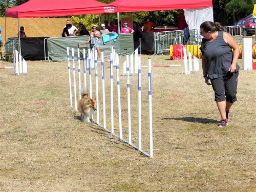 Concours d'agility de Fontaines, le 15 septembre 2019