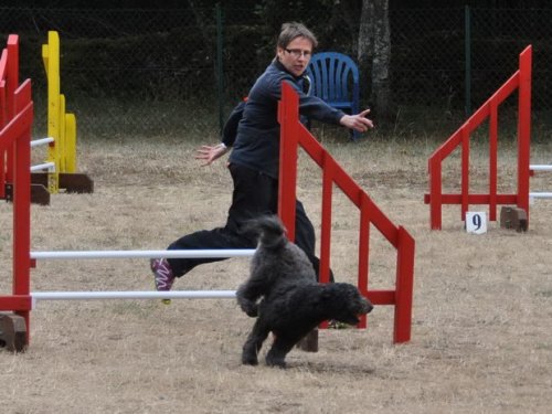 Concours d'agility, Nuits Saint Georges, 26 juillet 2015