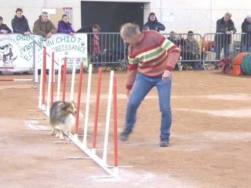 Concours d'agility en salle à la Nef au Creusot le 12 novembre 2017