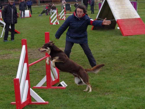 Concours d'agility, Barges, 1 avril 2018