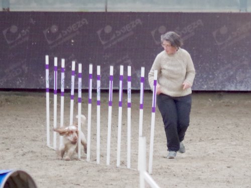 Concours d'agility, Dijon 8 décembre 2024