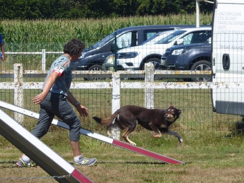 Concours d'agility, Montret, 29 juillet 2018