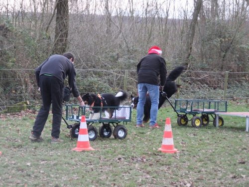 Education canine, 21 décembre 2019