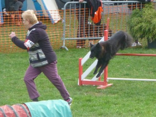 Concours d'agility, Le Creusot, 19 mars 2017