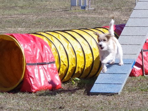 Concours d'agility, Fontaines 11 septembre 2022