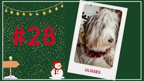 Concours photos 2024 : sur le thème de Noël