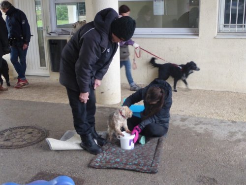 Stage de Fitness canin, 27 janvier 2019