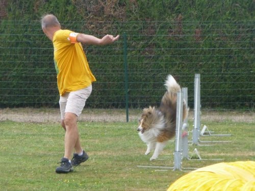 Concours d'agility, Montbard, 25 juin 2017