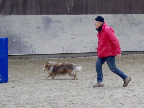Concours d'agility, Dijon 8 décembre 2024
