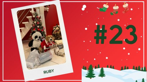 Concours photos 2024 : sur le thème de Noël