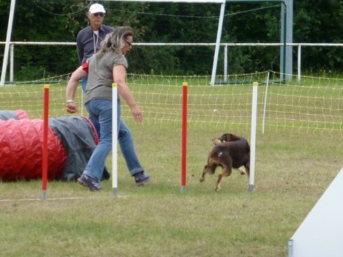 Concours d'agility, Magny sur Tille, 2 juillet 2017