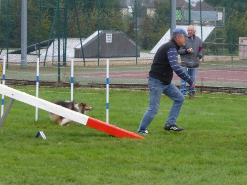 Concours d'agility, Sainte Marie la Blanche, 20 octobre 2019