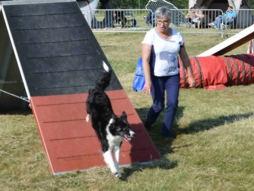 Concours d'agility, Le Creusot, 24 mai 2015