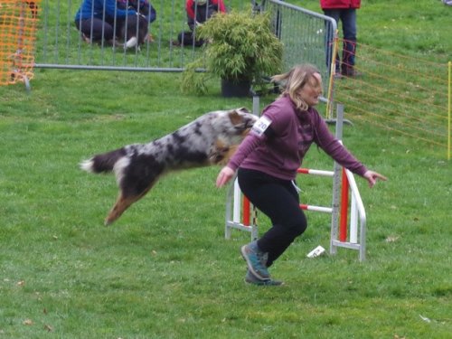 Concours d'agility, Le Creusot, 19 mars 2017