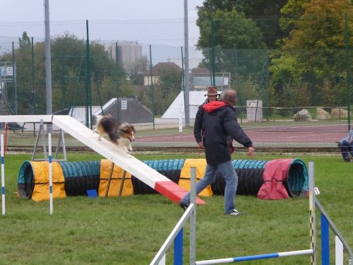 Concours d'agility, Sainte Marie la Blanche, 20 octobre 2019