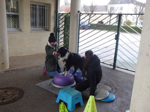 Stage de Fitness canin, 27 janvier 2019