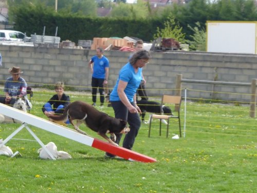 Concours d'agility, Barges, 21 avril 2019