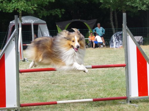 Concours d'agility, Sanvignes, 5 août 2017