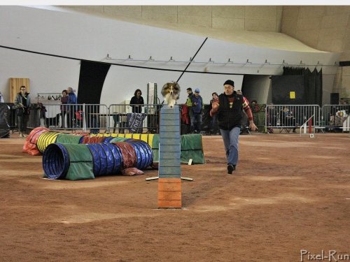 Concours d'agility, Le Creusot, 25 novembre 2018