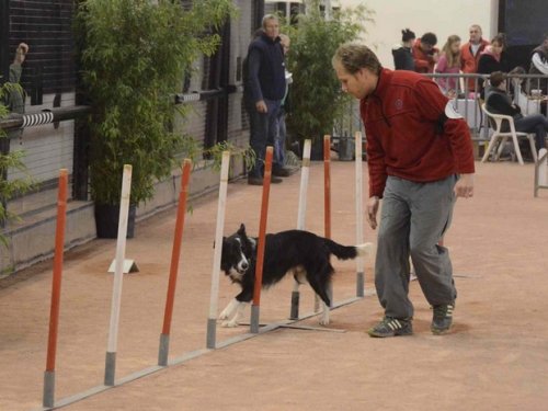 Concours d'agility, Le Creusot, 11 novembre 2014