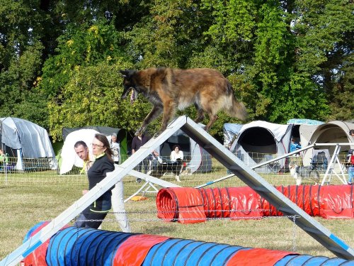 Concours d'agility de Fontaines, le 16 septembre 2018