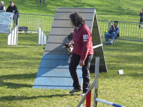 Concours d'agility, Le Creusot, 24 mars 2019