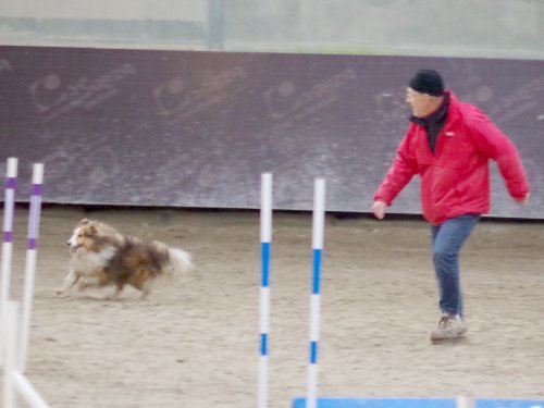 Concours d'agility, Dijon 8 décembre 2024