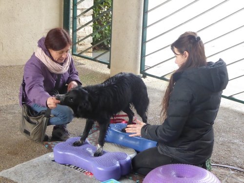 Stage de Fitness canin, 27 janvier 2019