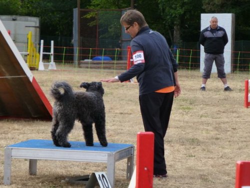 Concours d'agility, Nuits Saint Georges, 26 juillet 2015