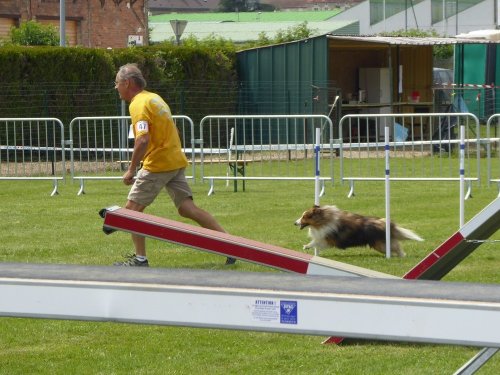 Concours d'agility, Montbard, 24 juin 2018