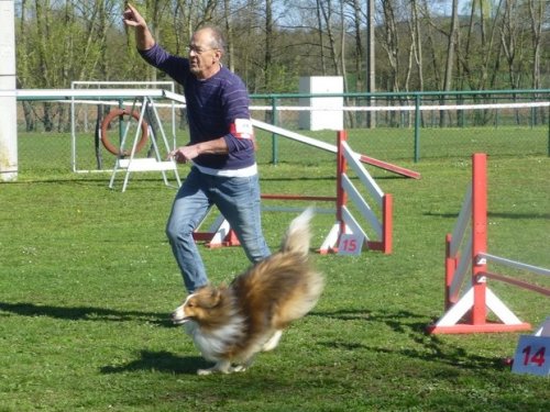 Concours d'agility, Macon, 26 mars 2017