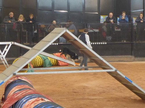 Concours d'agility, Le Creusot, 24 novembre 2019