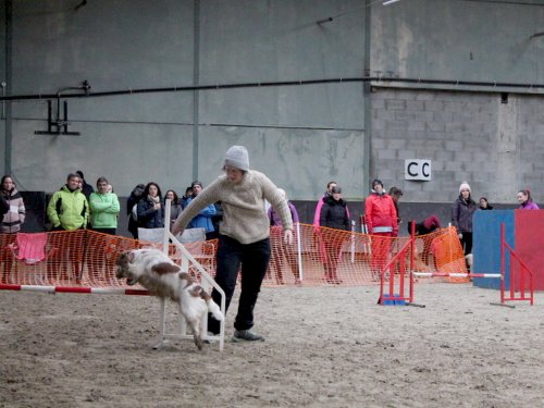 Concours d'agility, Dijon 8 décembre 2024