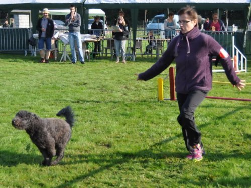 Concours d'agility, Autun, 27 septembre 2015