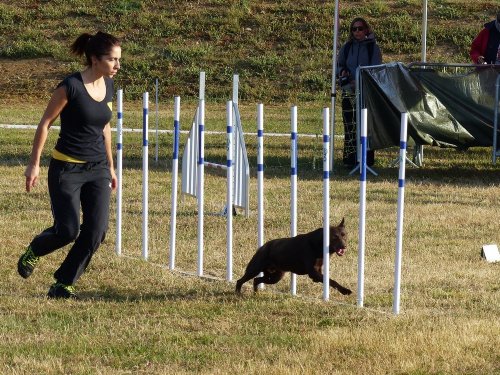 Concours d'agility de Fontaines, le 16 septembre 2018