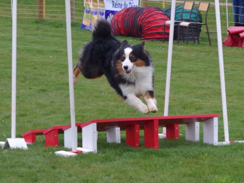 Concours d'agility, Barges, 1 avril 2018