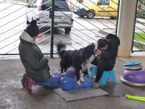 Stage de Fitness canin, 27 janvier 2019