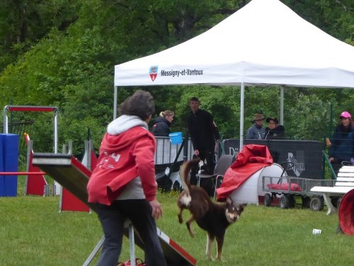 Concours d'agility, Messigny Vantoux, 12 et 13 mai 2018